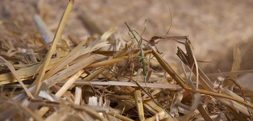 Barley straw