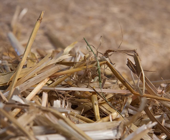Barley straw