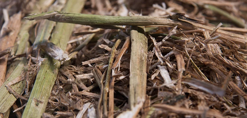 Rapeseed straw