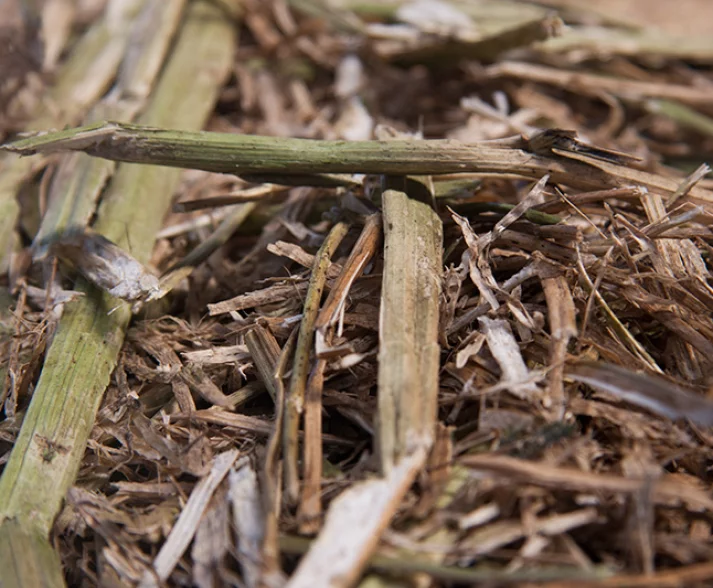Rapeseed straw