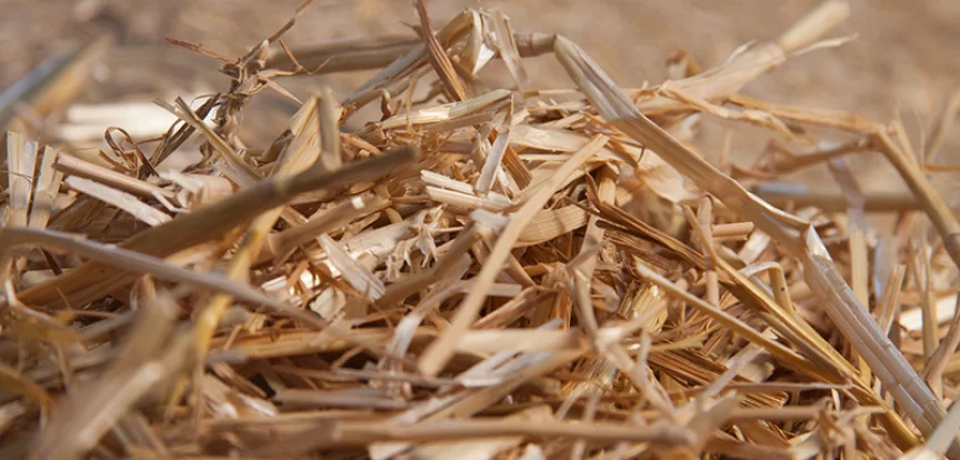Wheat Straw