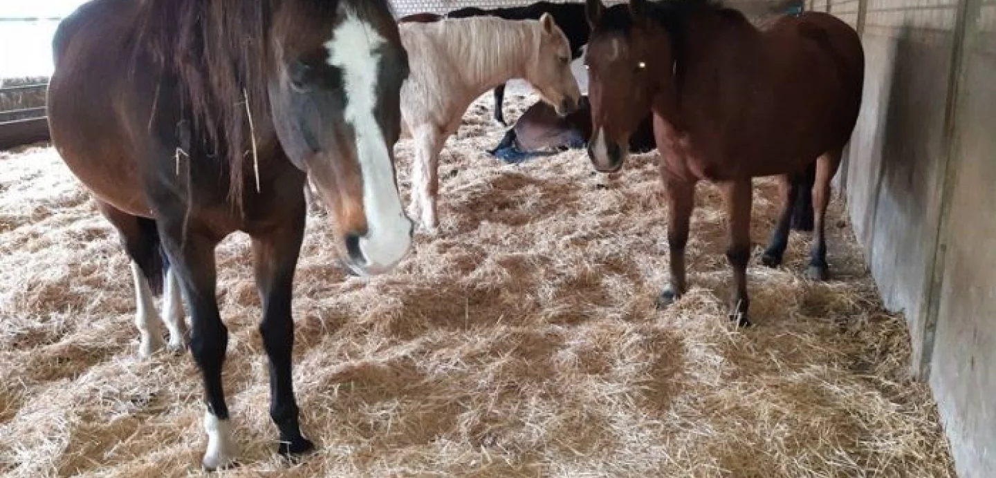 Paarden staan op stro in de stal