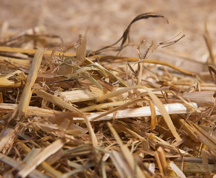 Chopped barley straw