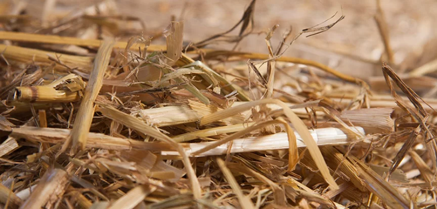 Chopped barley straw